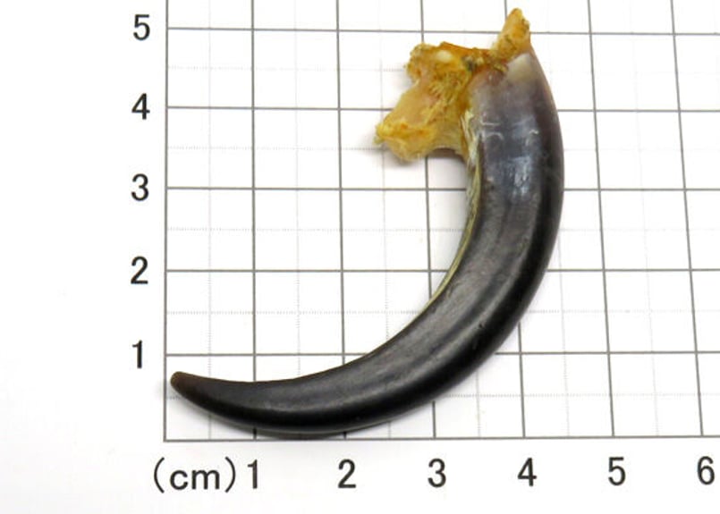 イーグルの爪 No.5804 6.1cm 現品 | Beads NAPI