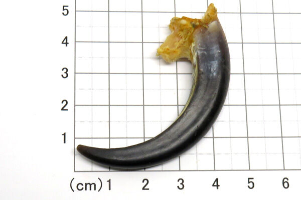 ワシの爪　イーグルクロー　イーグルクロウ　本物 ワシの爪 イーグルクロー イーグルクロウ 本物