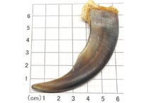 グリズリーの爪　No.989 　　　現品　8.7cm