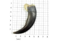 グリズリーの爪　No.452 　　　現品　8cm