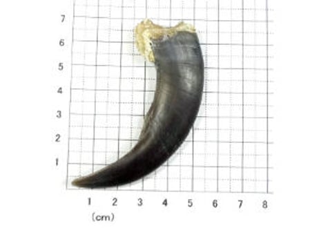 グリズリーの爪　No.452 　　　現品　8cm