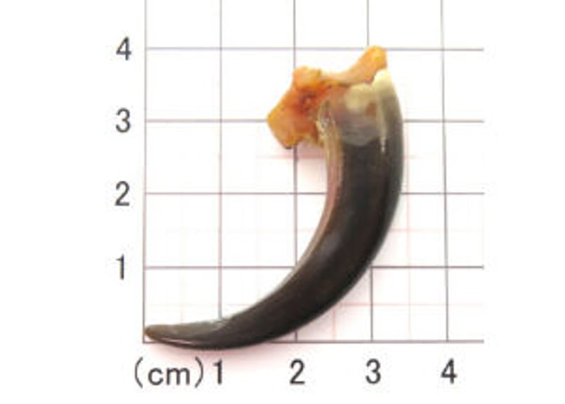 イーグルの爪 No.867 5.0cm 現品 | Beads NAPI