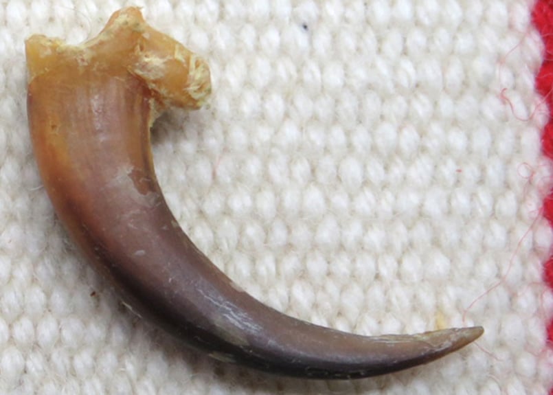 イーグルの爪 No.8530 4.1cm 現品 | Beads NAPI