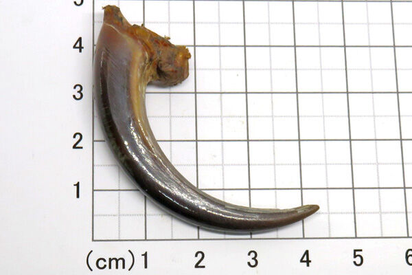 イーグルの爪 No.5806 5.9cm 現品 | Beads NAPI