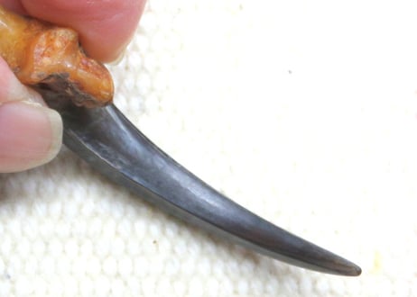 イーグルの爪　　No.8531  　　　5.1cm　現品