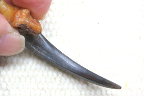 ワシの爪　イーグルクロー　イーグルクロウ　本物 ワシの爪 イーグルクロー イーグルクロウ 本物 楽天市場