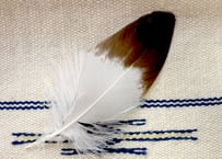 イーグルの羽根　No.1306　　　現品　16cm
