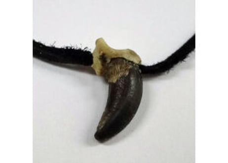 コヨーテの爪　　No.533 　　　2.0cm　現品
