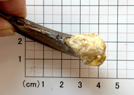 グリズリーの爪　No.1315 　　　現品　7.9cm