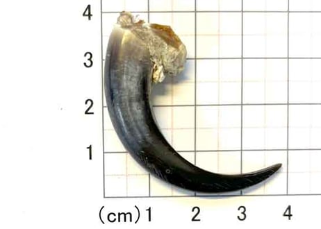 イーグルの爪　　No.8476 　　　4.8cm　現品