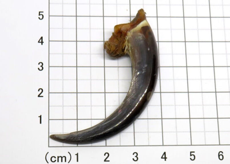 イーグルの爪 No.5806 5.9cm 現品 | Beads NAPI