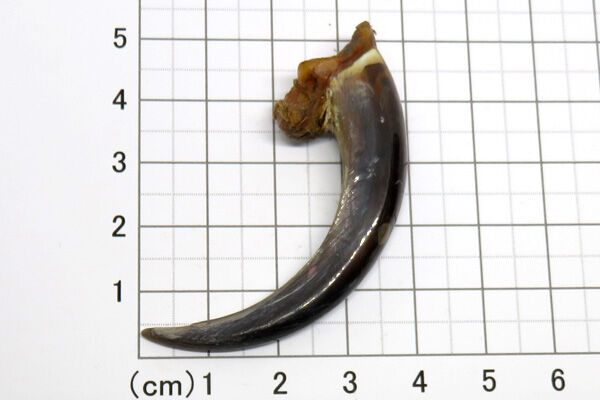 イーグルの爪 No.5806 5.9cm 現品 | Beads NAPI