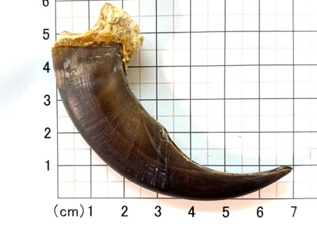グリズリーの爪　No.1315 　　　現品　7.9cm