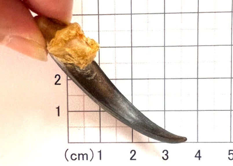 イーグルの爪 No.8846 5.4cm 現品 | Beads NAPI