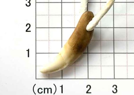 コヨーテの牙　　No.8399 　　　3cm　現品