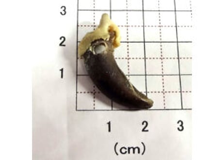 オオカミの爪　　No.475 　　　3cm　現品