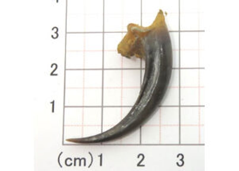 イーグルの爪 ｍ004 - 素材/材料