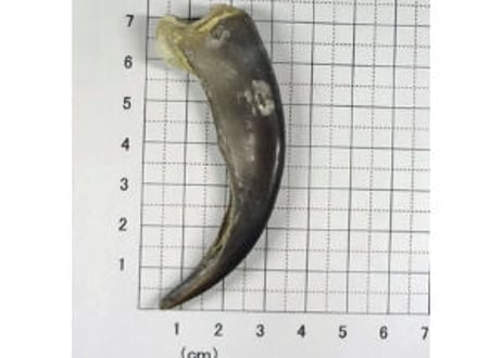 グリズリーの爪　No.460 　　　現品　7.3cm