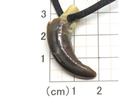オオカミの爪　　No.953 　　　3.3cm　現品