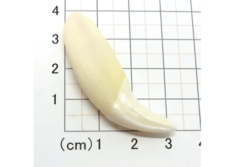 ブラックベアの牙　No.859 　　現品　5.1cm