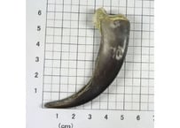 グリズリーの爪　No.460 　　　現品　7.3cm