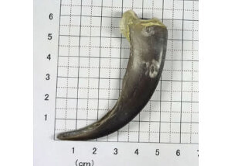 グリズリーの爪 No.460 現品 7.3cm | Beads NAPI