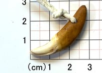コヨーテの牙　　No.8563 　　　3.8cm　現品