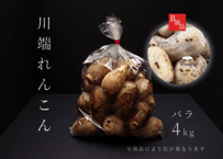 【送料無料】B級品（虫喰い・傷）川端れんこん バラ小中MIX 4kg