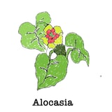 Alocasia ONLINE STORE