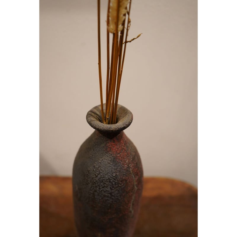 加地学 鬼の腕 | Alocasia ONLINE STORE