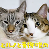 デュフィとルノと青柳唯のおみせ