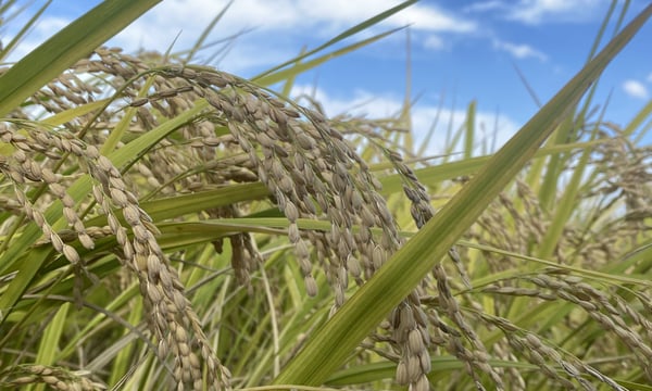 吐田郷 RiceGrowers