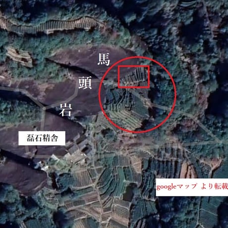 馬頭磊石精舎前老樹肉桂
