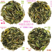 核桃箐古樹白茶 2024　単一茶園限定