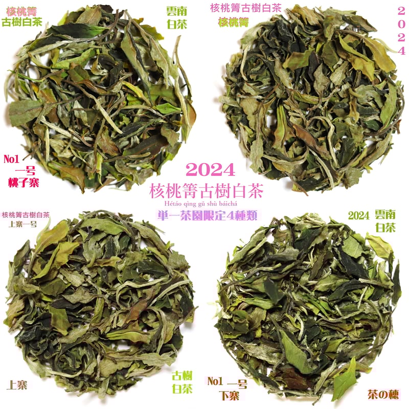 核桃箐古樹白茶 2024 単一茶園限定 | 武夷岩茶 茶の穂