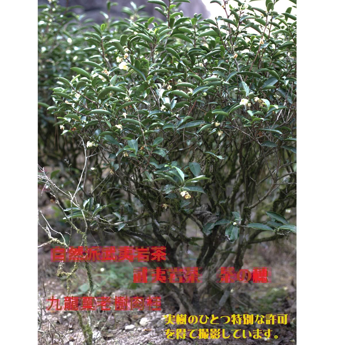 九龍窠老樹肉桂 伝統型 | 武夷岩茶 茶の穂