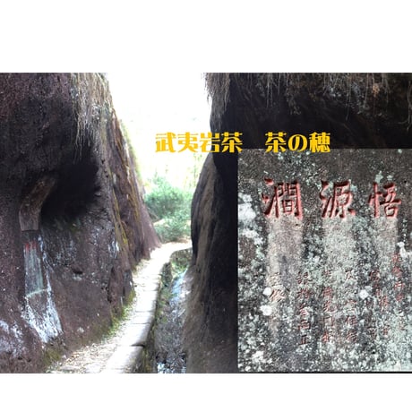 老樹悟源澗肉桂/現代焙煎