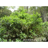 桐木関荒野老欉紅茶 単株 2024