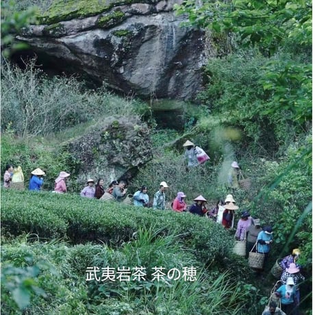 慧苑坑百年老欉水仙 濃香 24年度売上総合１位