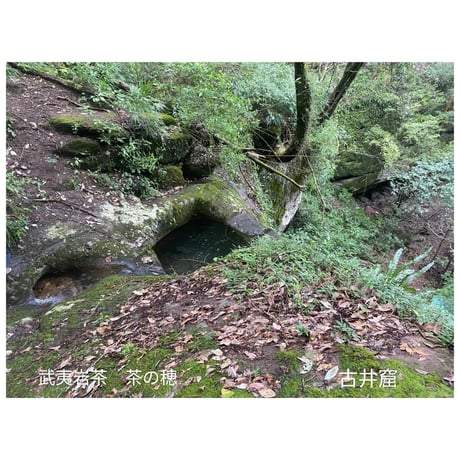 古井花香百年老欉水仙