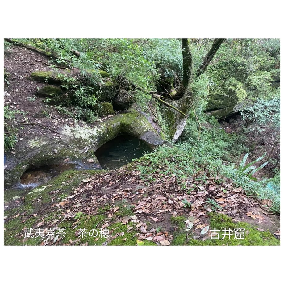 6533e8151d175c3681d1fc1d