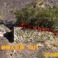 奇丹（純種大紅袍)