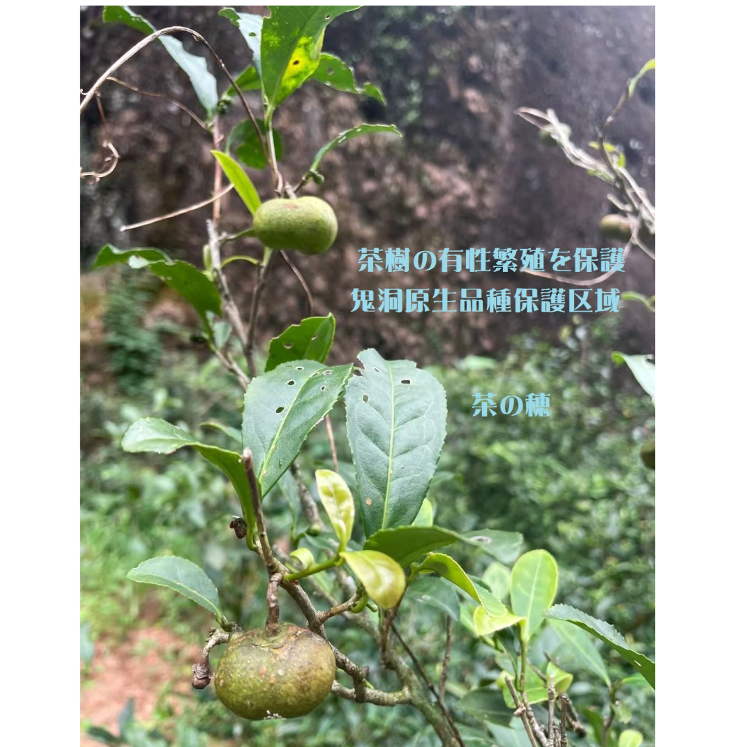 鬼洞肉桂 2024 (花香型) | 武夷岩茶 茶の穂