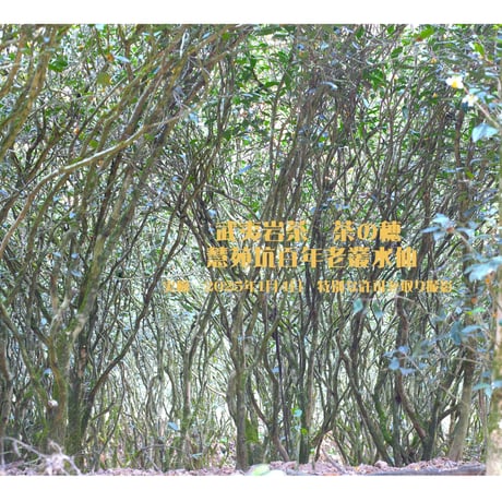 慧苑坑百年老欉水仙 濃香 24年度売上総合１位