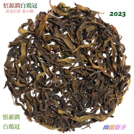 悟源澗白鶏冠 2023