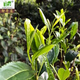 武夷岩茶 茶の穂
