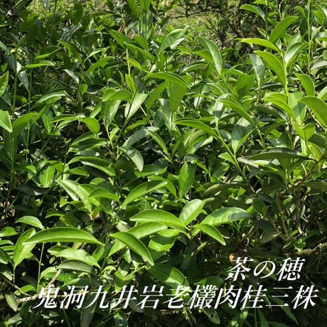 九井岩老欉肉桂 三株 2023