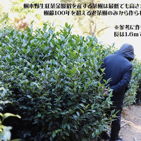 桐木野生紅茶金駿眉2026 予約販売