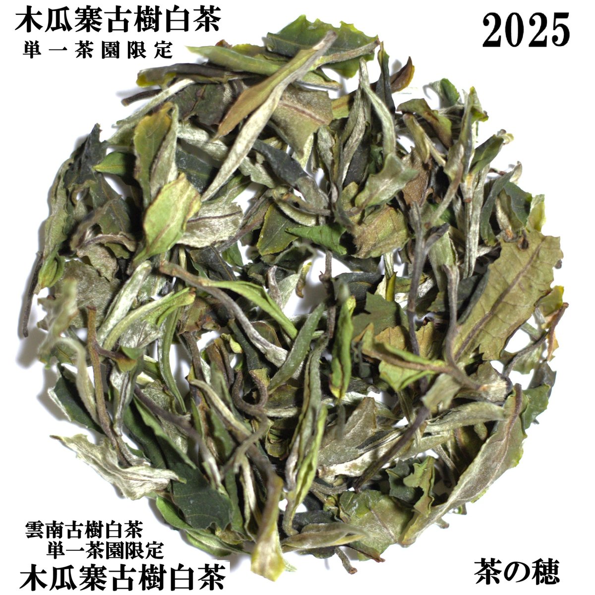 木瓜寨古樹白茶 2025 単一茶園限定 | 武夷岩茶 茶の穂