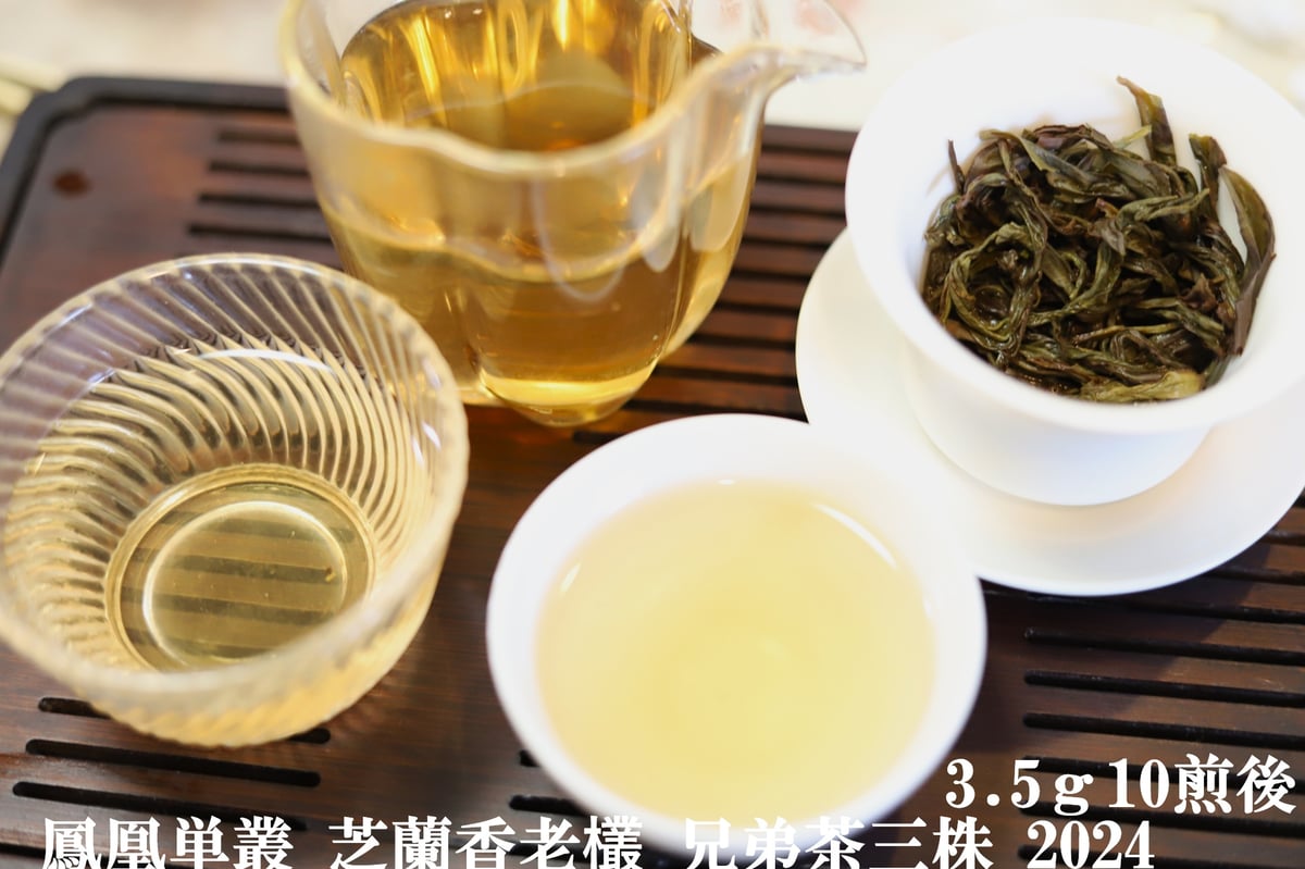 鳳凰単叢 芝蘭香老欉 兄弟茶三株 2024 | 武夷岩茶 茶の穂